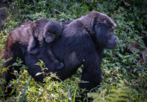 Gorilla Family - Mom and Baby