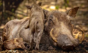 The Snort Squad - Mother Warthog and Piglet