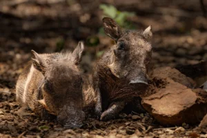 The Snort Squad - Piglets