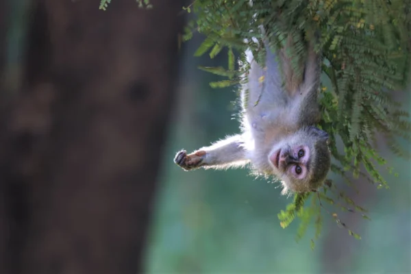Upside Down Monkey