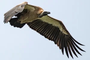 White Backed Vulture on the look out