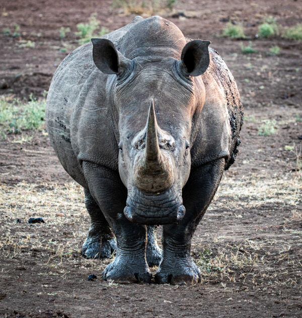 Rhino as it should be