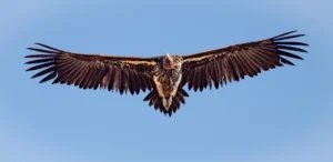 Lappet Faced Vulture