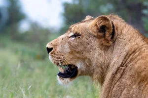 Lioness on the lookout