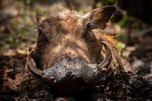 The Snort Squad - Mother Warthog