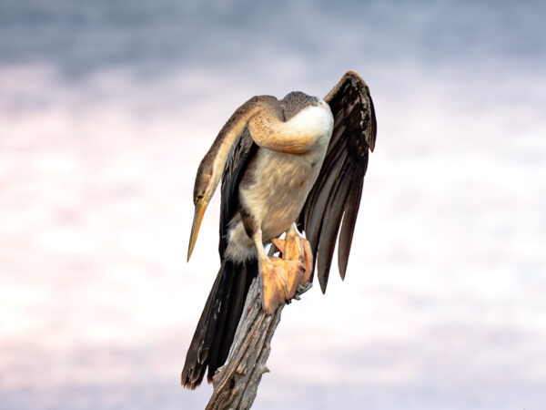 African Darter