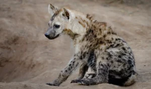 Hyena pup