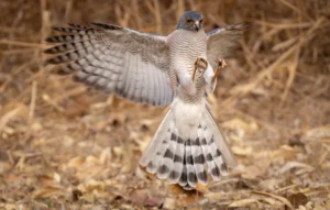 African Goshawk catching flying ants