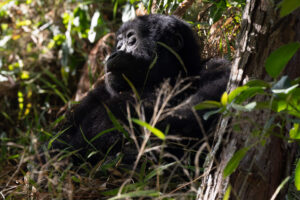 Gorilla Family - Sleeping Beauty