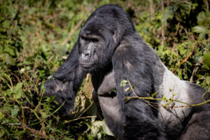 Gorilla Family - Silver Back