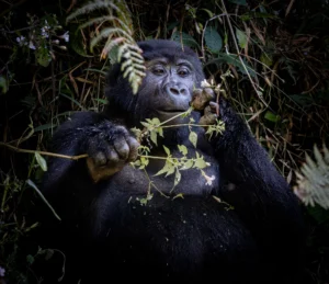 Gorilla Family - Examining the Plants