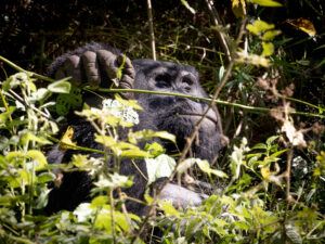 Gorilla Family - King Kong