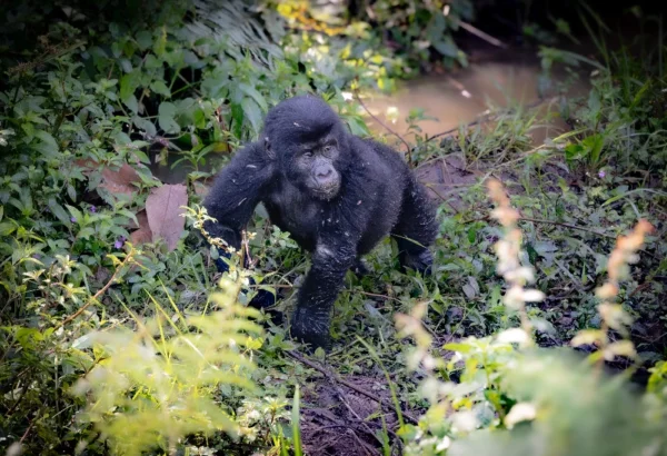 Gorilla Family - Toddler on the Run