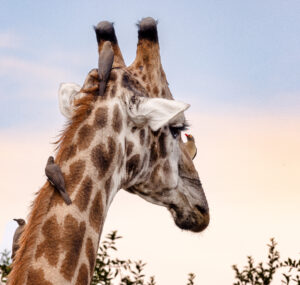 Giraffes' Grooming Session