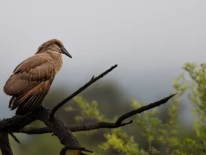 Hammerkop in Misty Weather