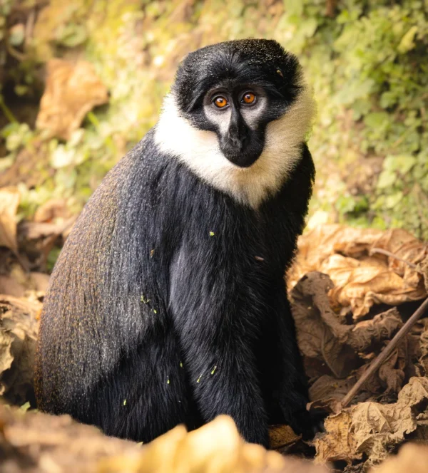 L'Hoest Monkey