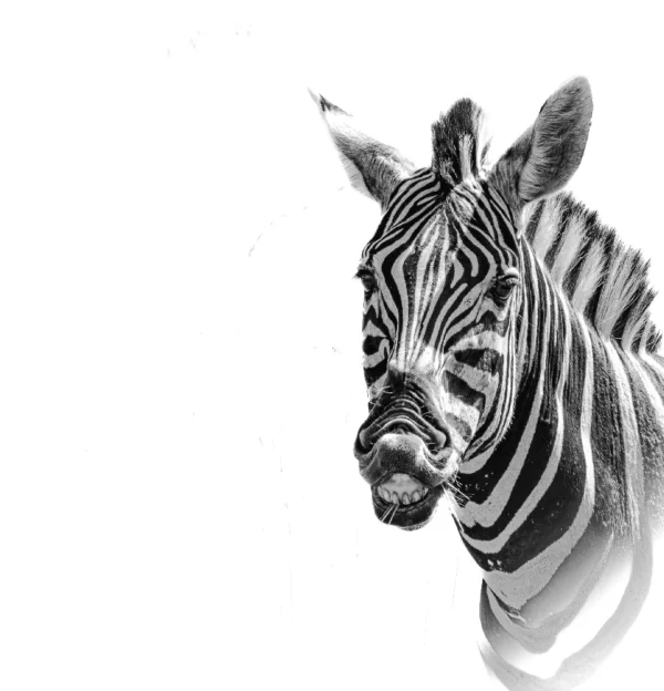 Smiling Zebra