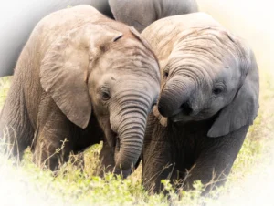 Elephant - Best Friends forever