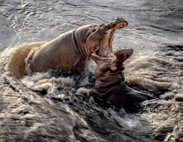 Hippos - Fight for Dominance Round Two