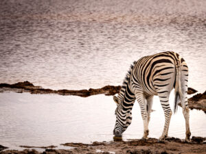 Zebra drinking at sun set