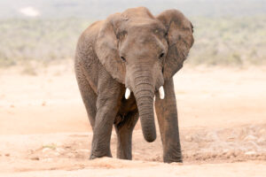 Elephant - Baby unescorted