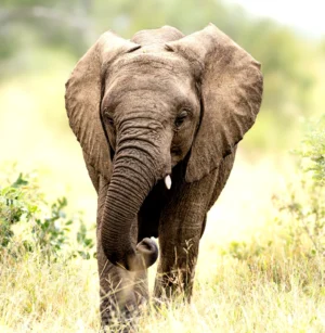 Elephant - A taste of independence