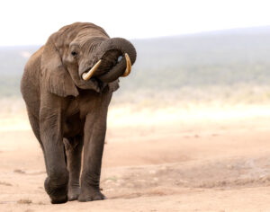 Elephant - Thirst quenched