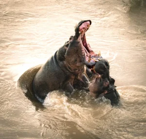 Hippos - Fight for Dominance Round one