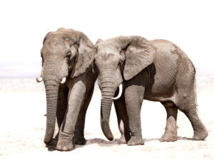 Elephants - Brotherly Love