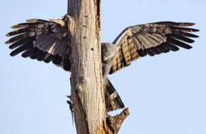 African Harrier-Hawk hunting