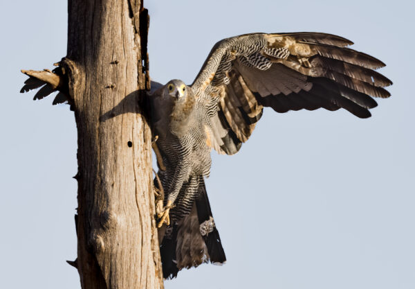 African Harrier-Hawk captured its prey