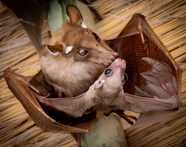 Nurturing Mother bat with her baby