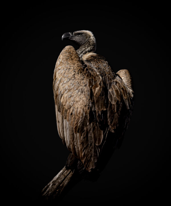 Vulture's reality