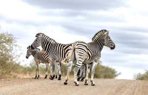 Zebra Crossing or roadblock