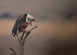 Wet & Itchy Fish Eagle