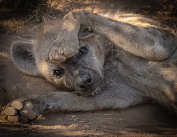 Mommy Hyena