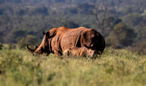 White rhino with calf