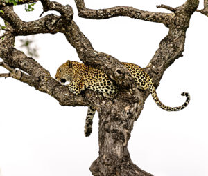Leopard in a tree