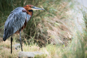 Goliath Heron