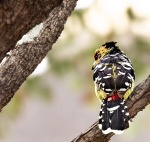 Crested Barbet