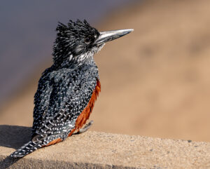 Giant Kingfisher