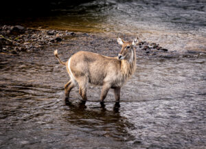 Waterbuck