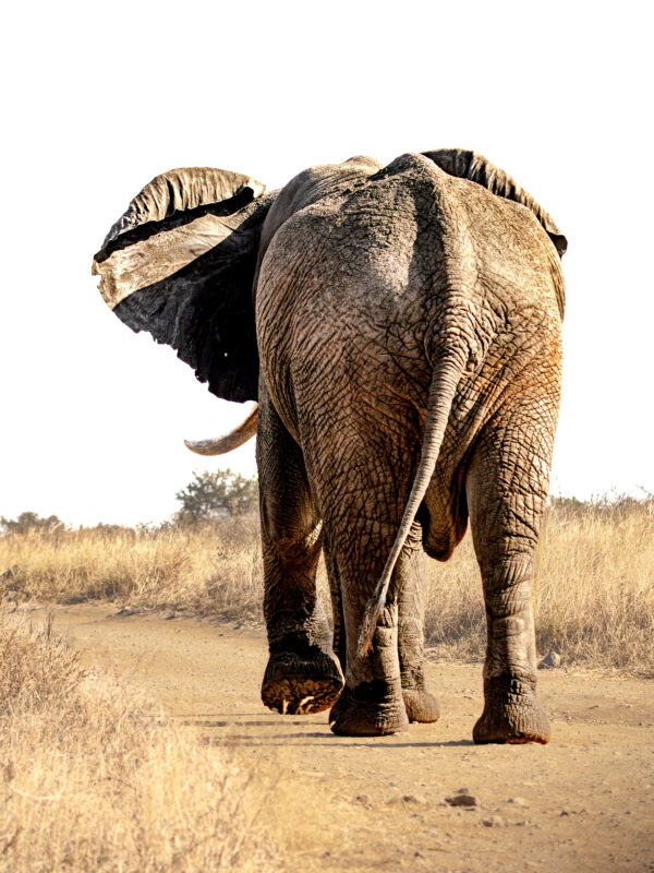 Elephant's journey
