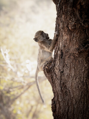 Baboon's determination