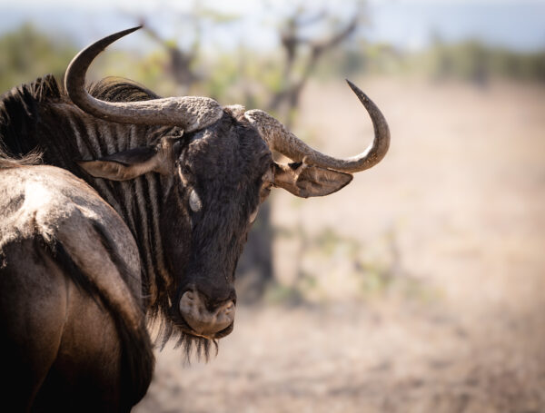 Gnu / Wildebeest  - Im sexy and I know it