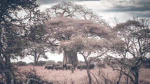 Ancient tree, gentle giants
