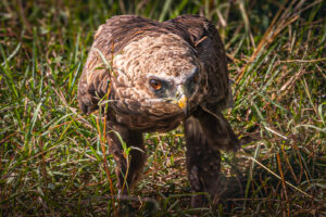Bateleur - Juvenile
