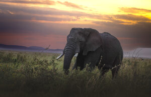 Elephant - Serengeti Sunset