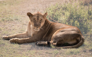 Lioness - Queen of the Serengeti