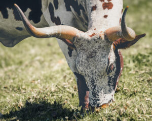 Nguni Cow